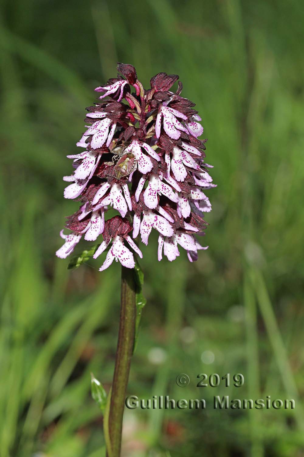 Orchis purpurea