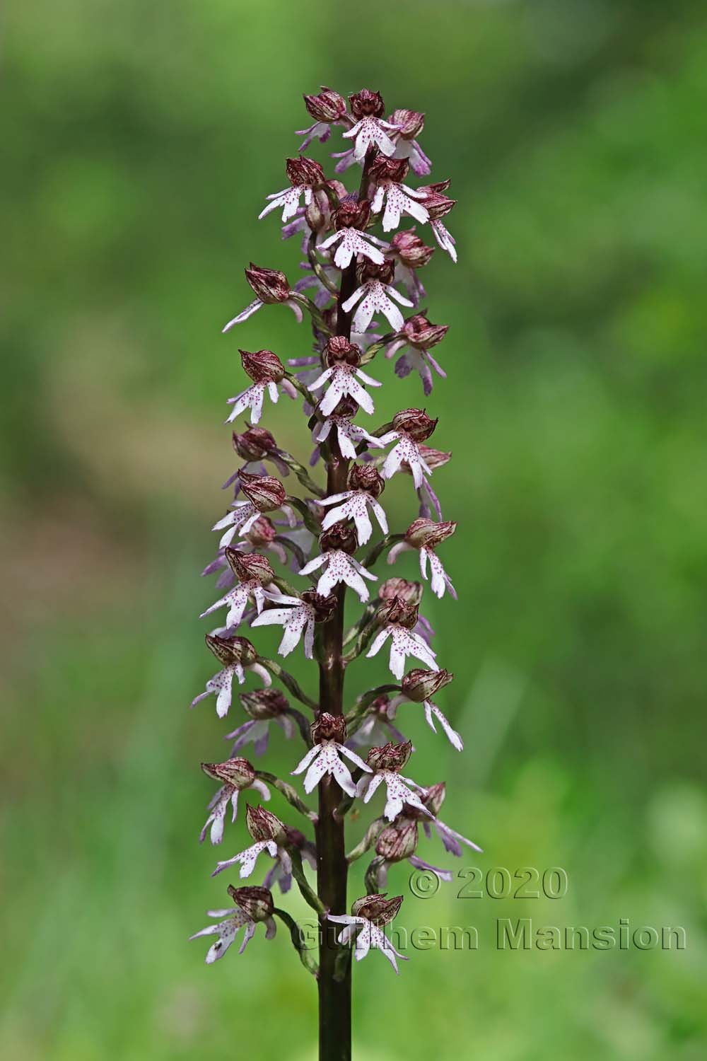 Orchis purpurea