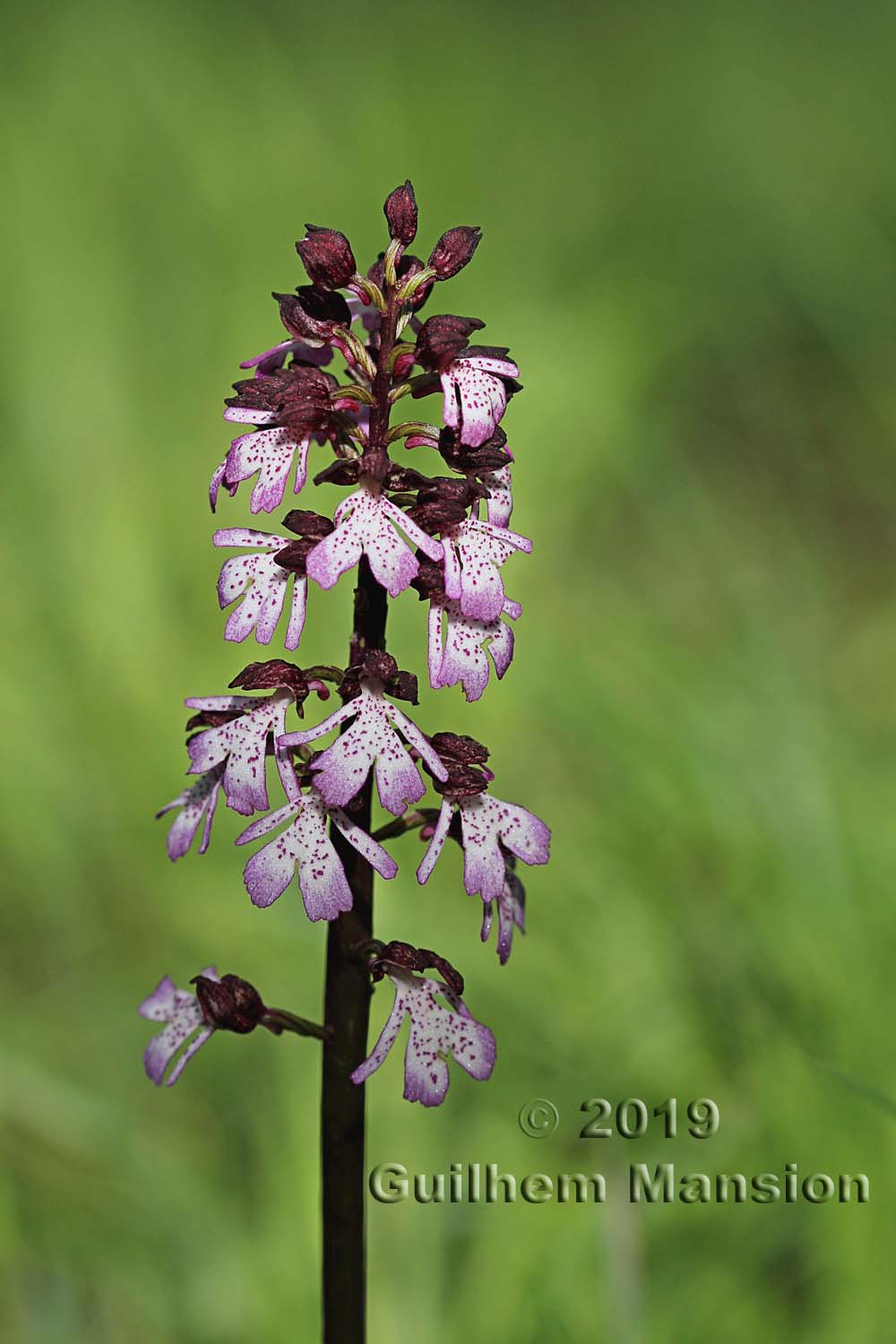 Orchis purpurea