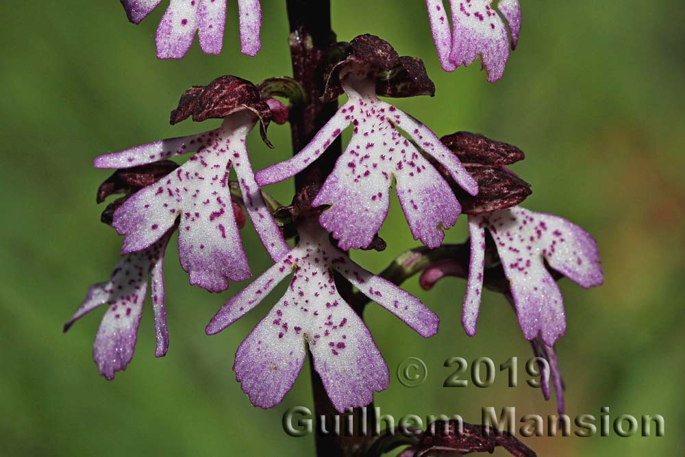 Orchis purpurea