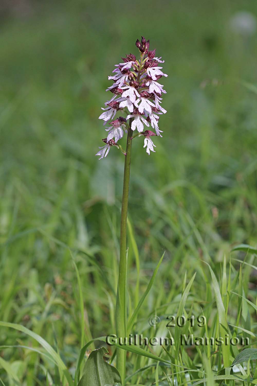 Orchis purpurea