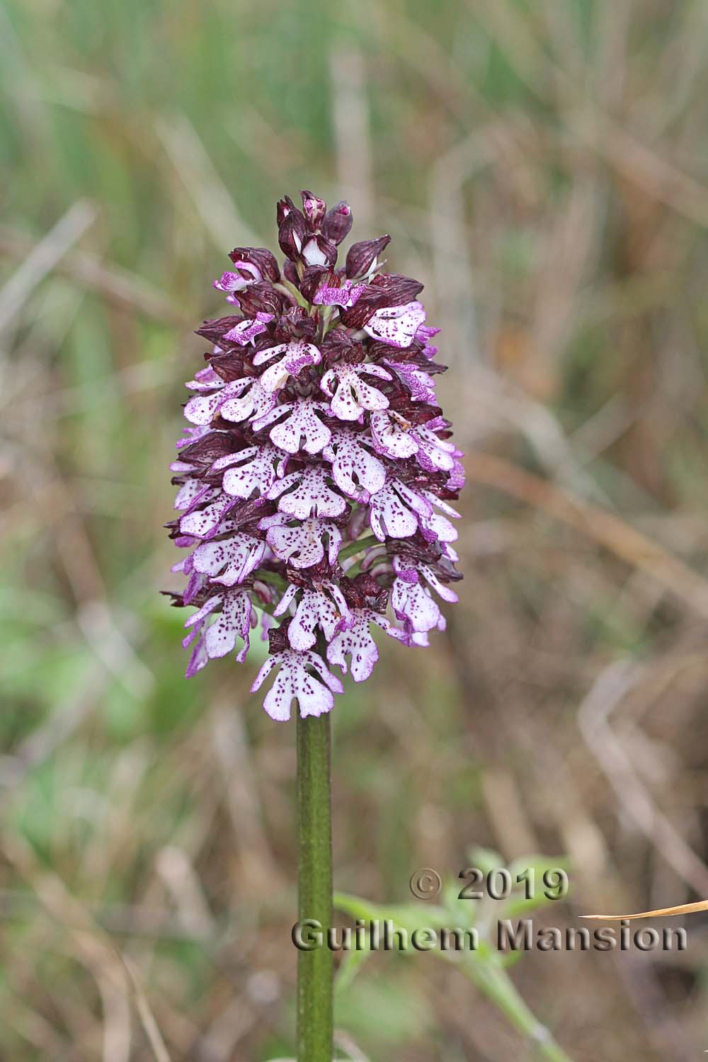 Orchis purpurea