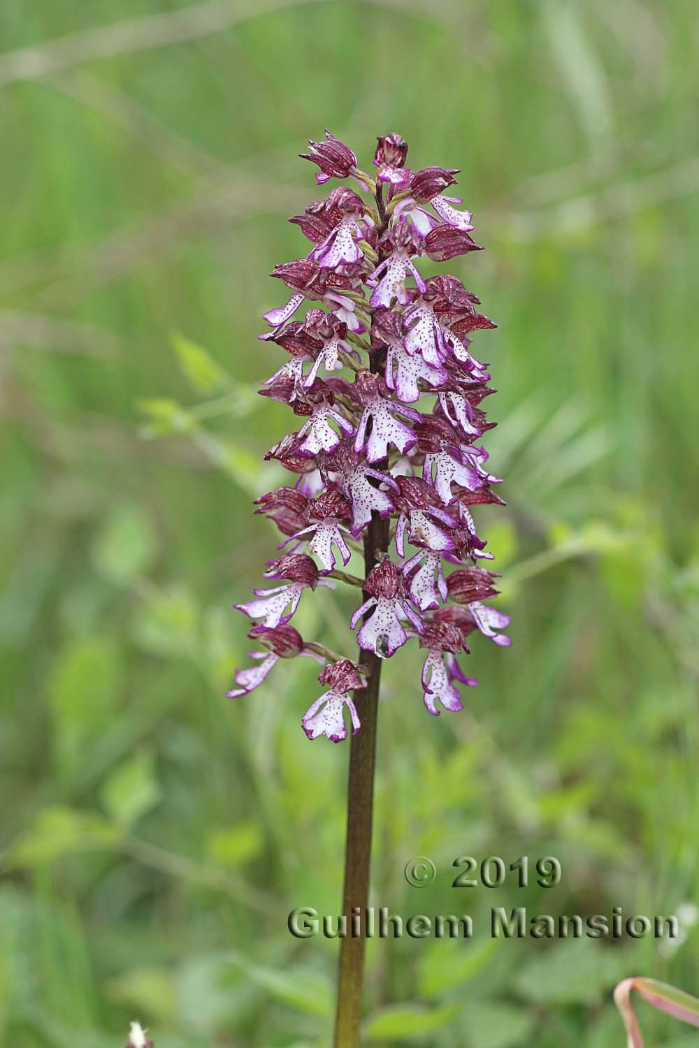 Orchis purpurea