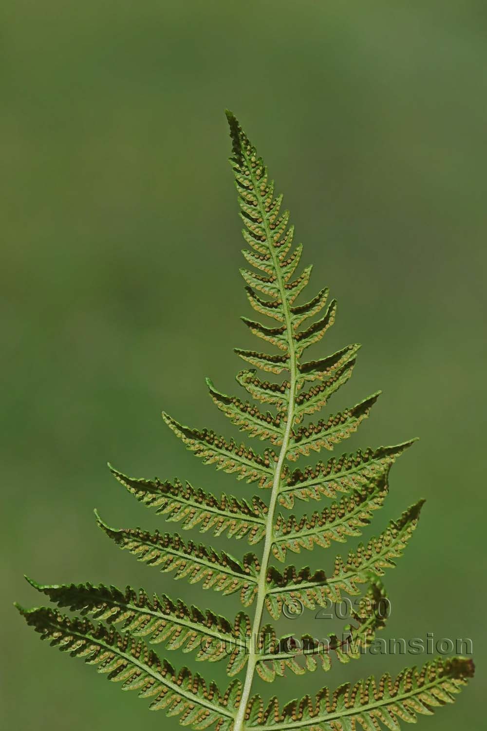 Oreopteris limbosperma