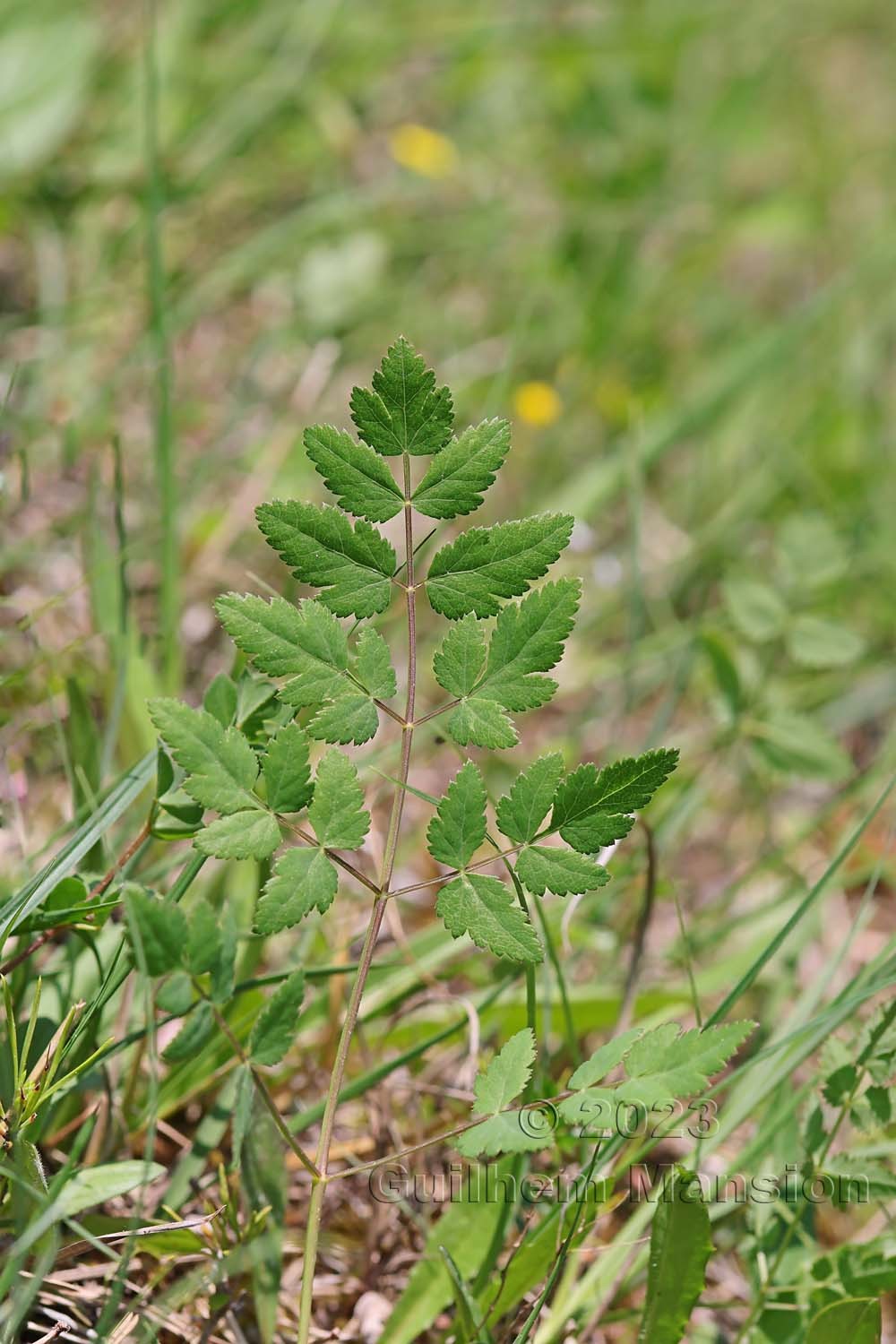 Oreoselinum nigrum [Peucedanum oreoselinum]