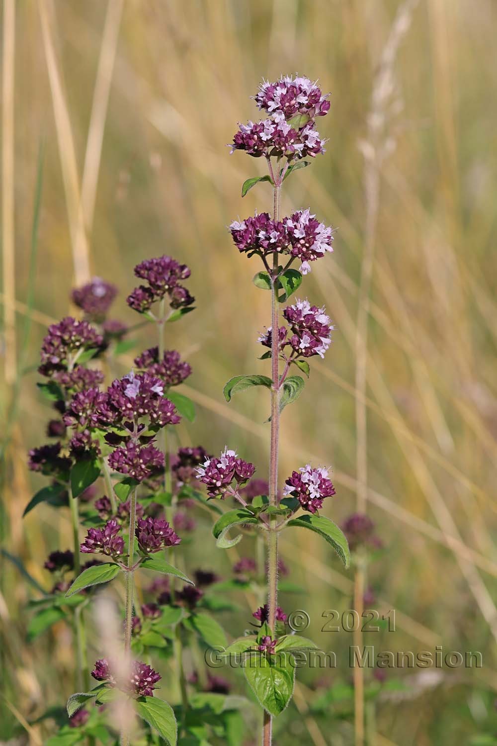 Origanum vulgare