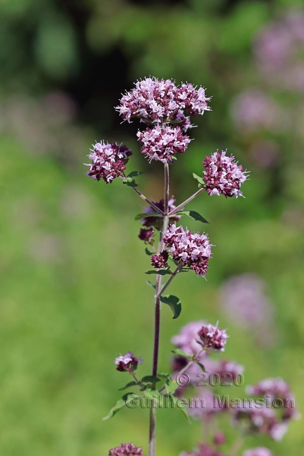 Origanum vulgare