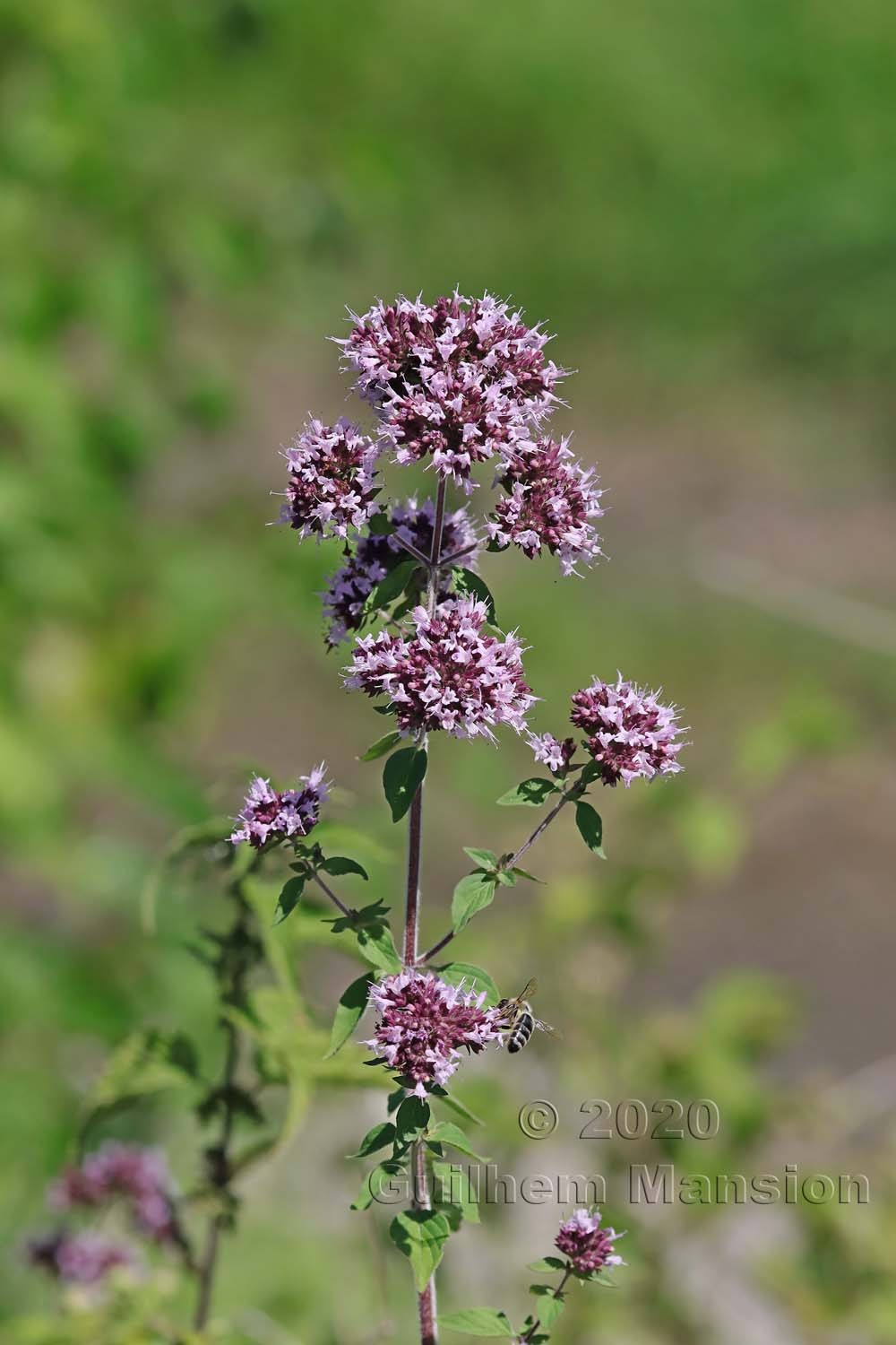 Origanum vulgare