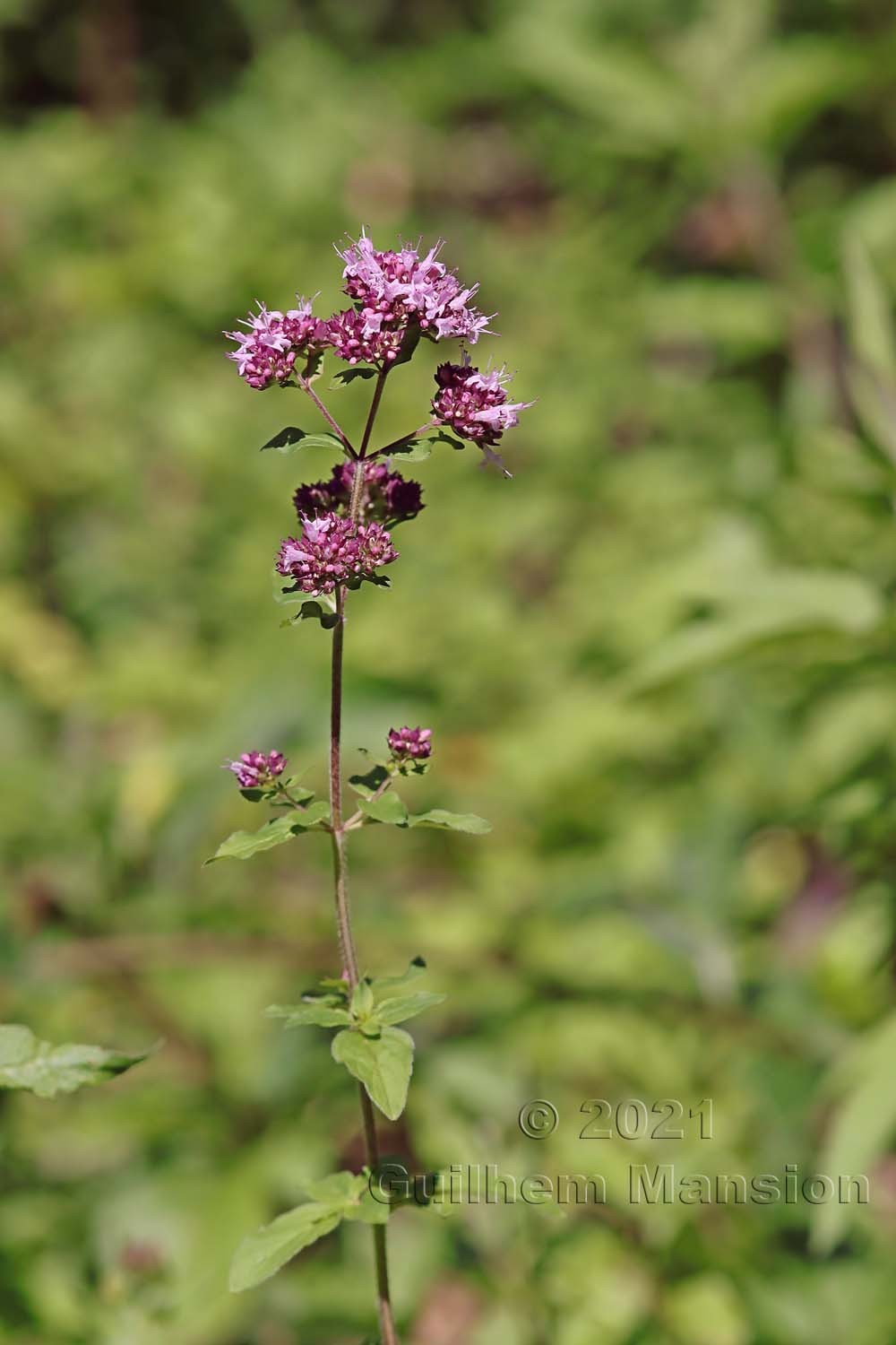 Origanum vulgare