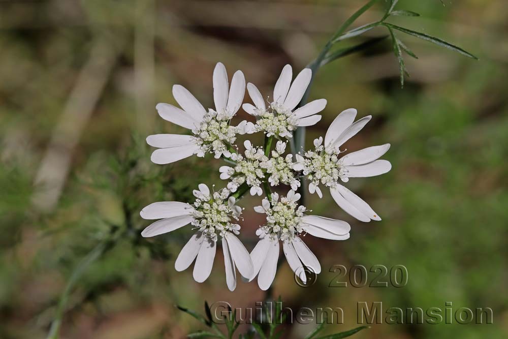 Orlaya grandiflora