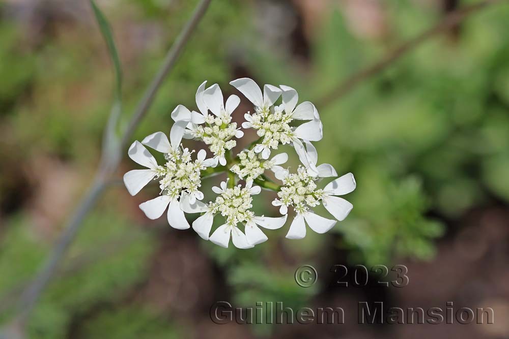 Orlaya grandiflora