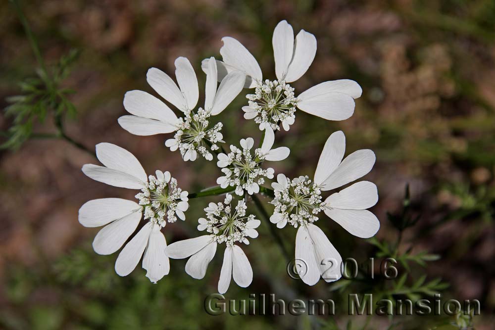 Orlaya grandiflora