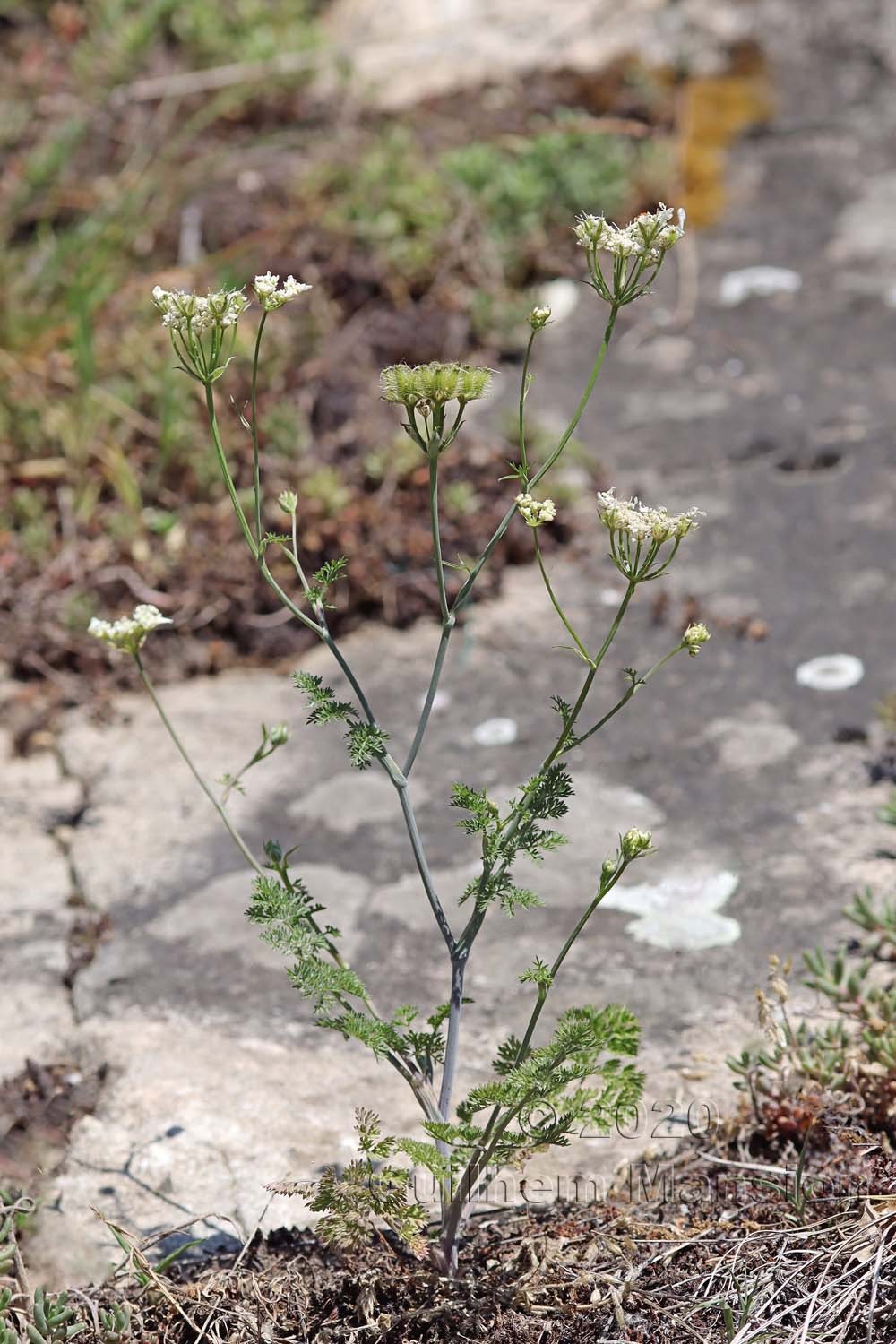 Orlaya grandiflora