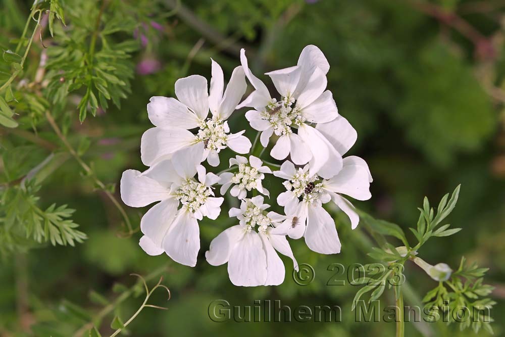 Orlaya grandiflora