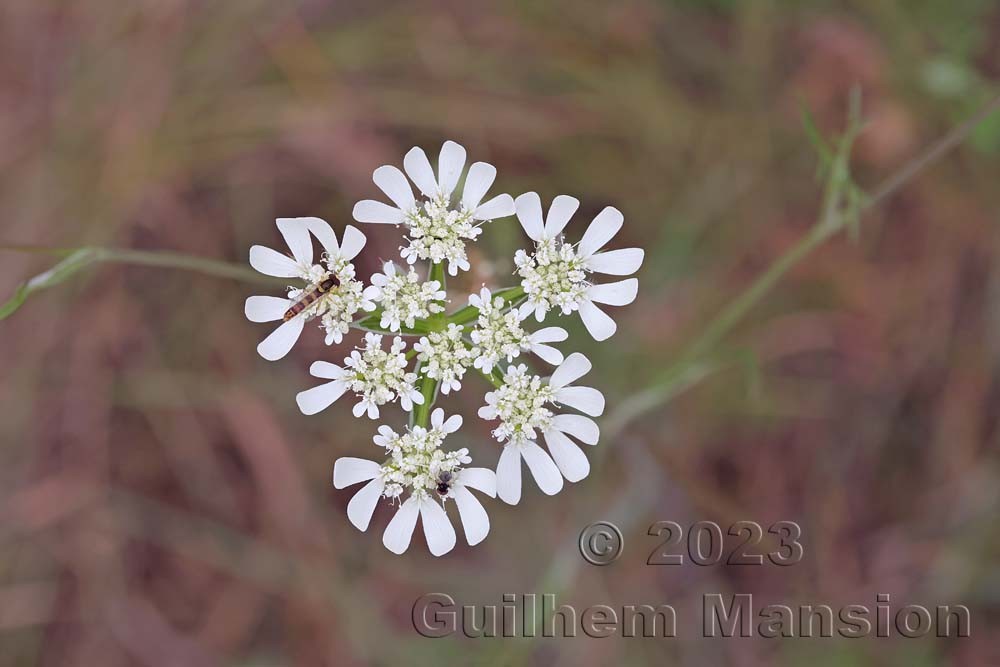 Orlaya grandiflora