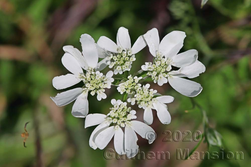 Orlaya grandiflora