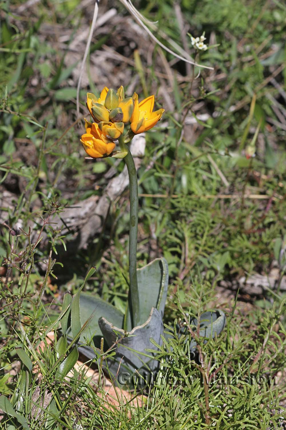 Ornithogalum dubium