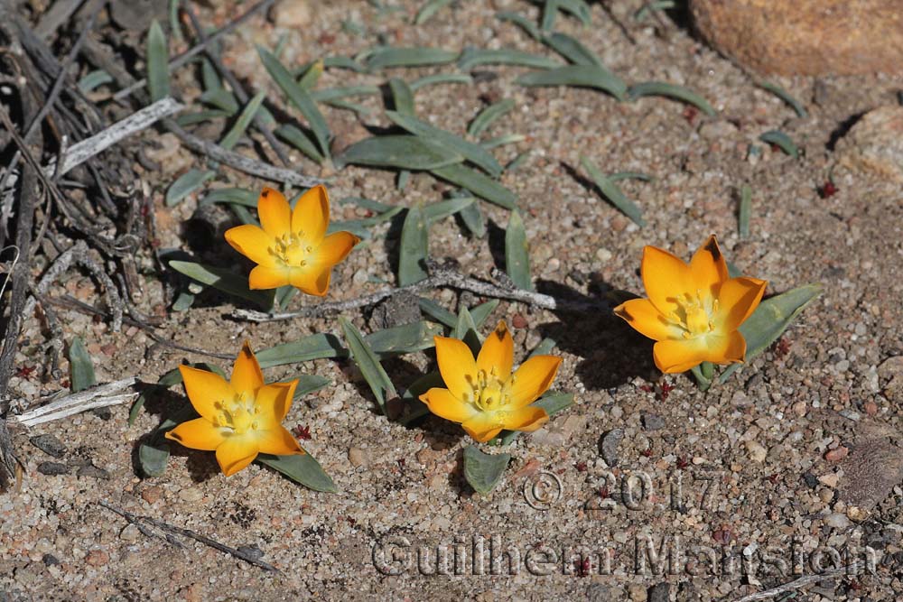 Ornithogalum maculatum