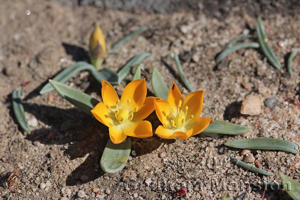 Ornithogalum maculatum