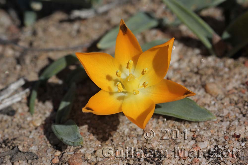 Ornithogalum maculatum