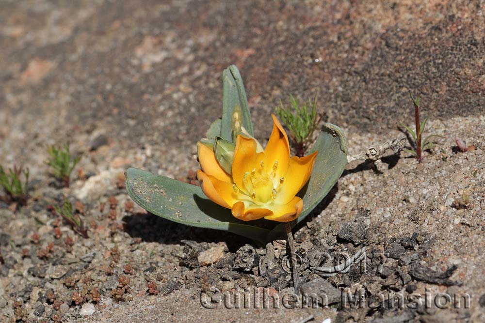 Ornithogalum maculatum