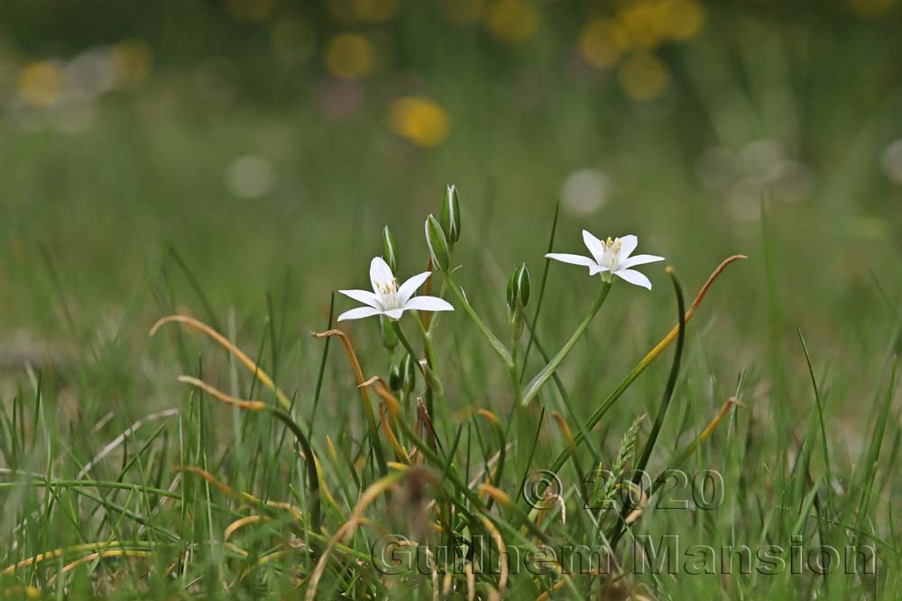 Ornithogalum umbellatum