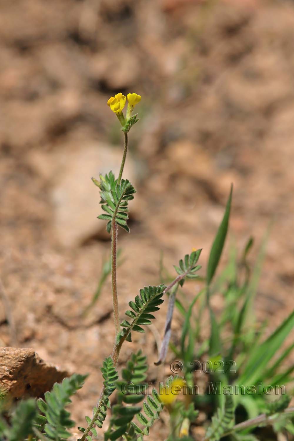 Ornithopus compressus