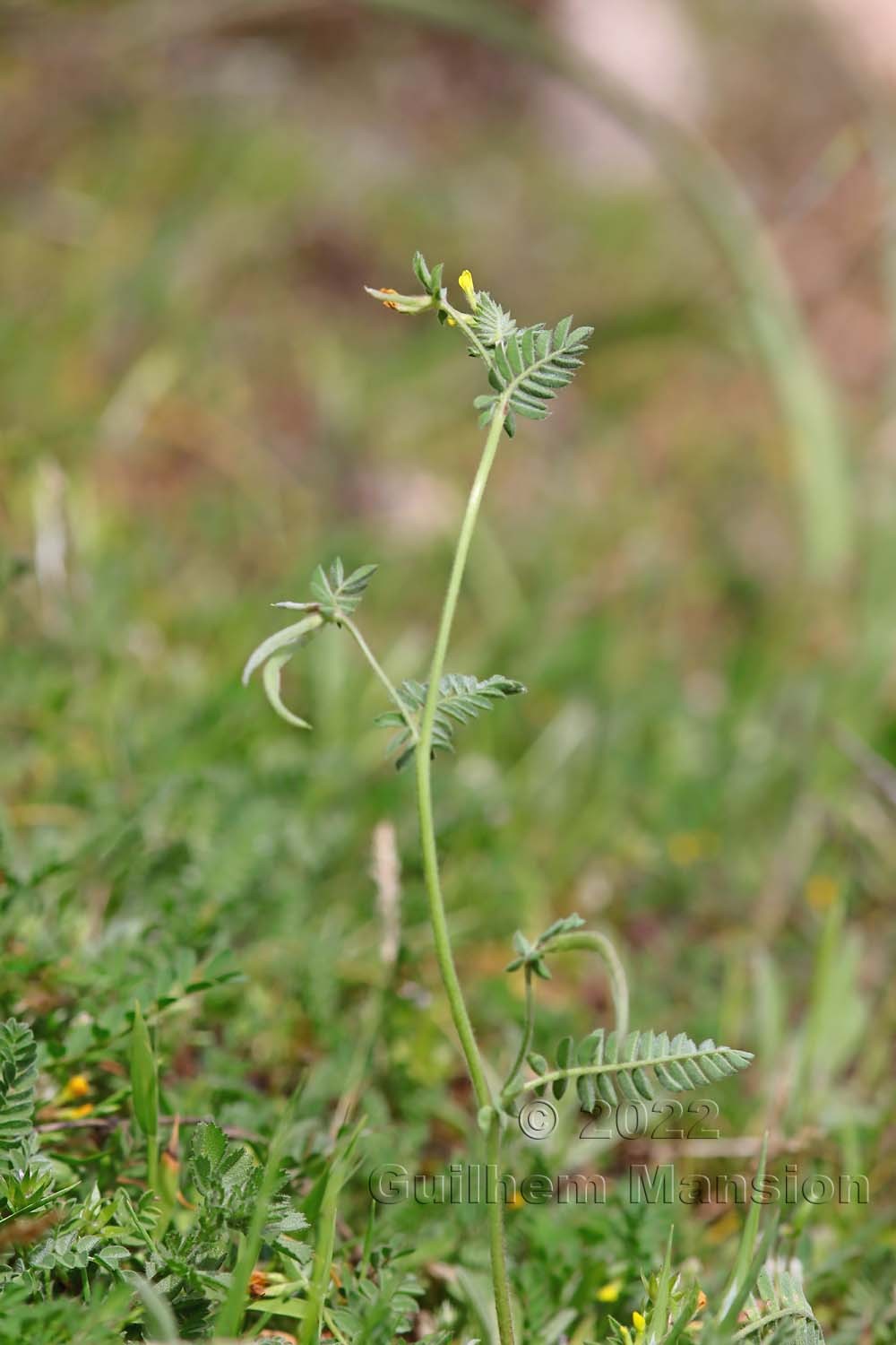 Ornithopus compressus