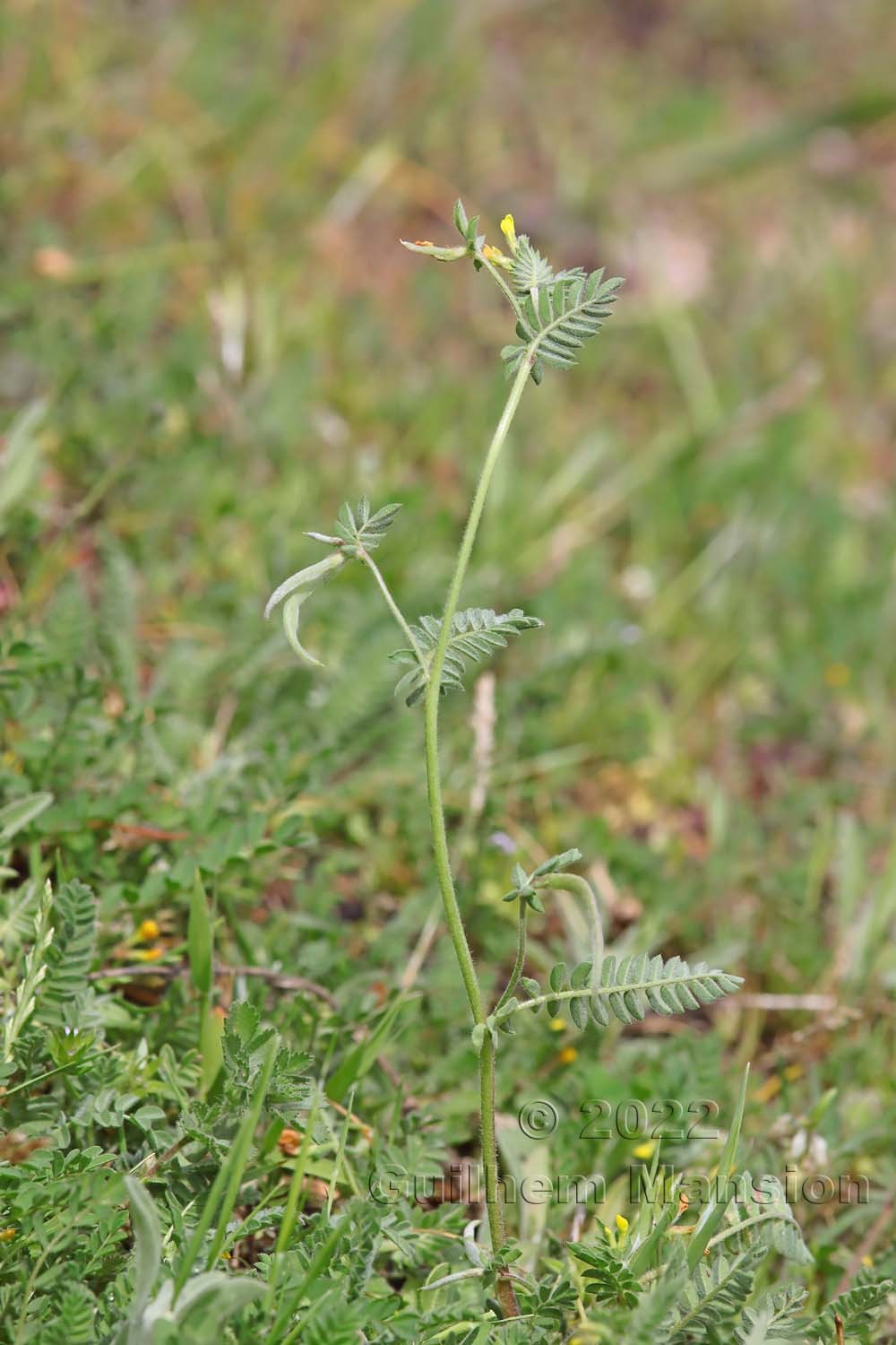 Ornithopus compressus