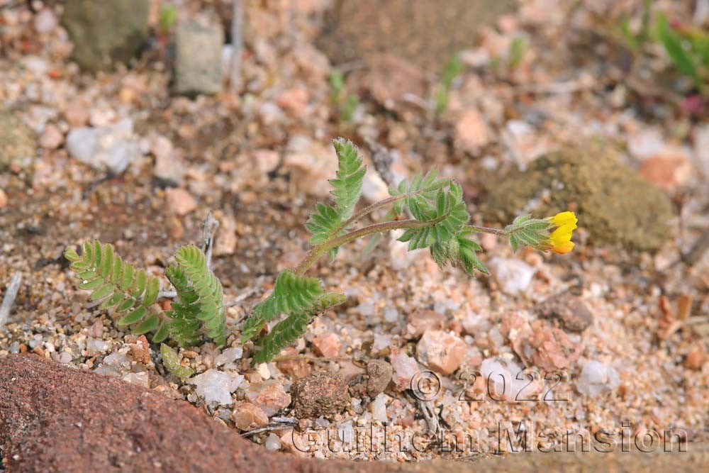 Ornithopus compressus