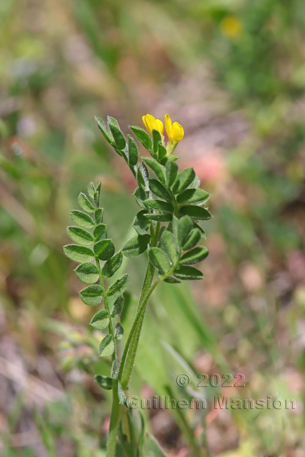 Ornithopus compressus