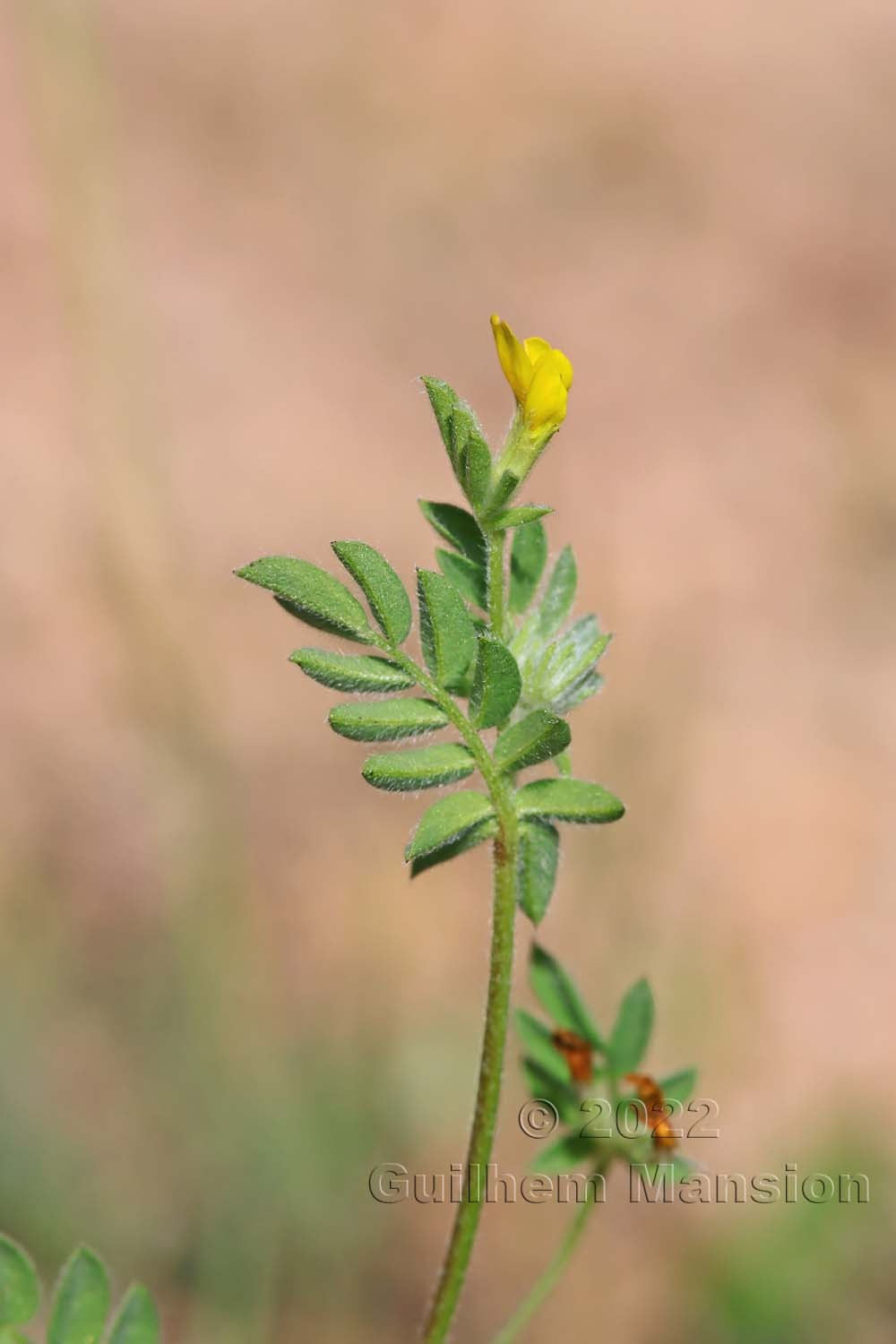 Ornithopus compressus