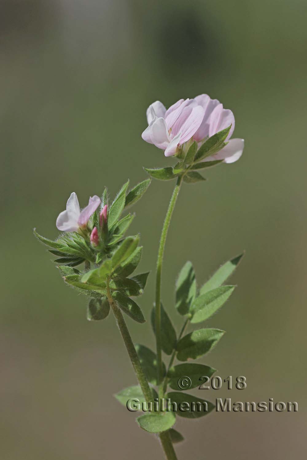 Ornithopus sativus subsp. isthmocarpus