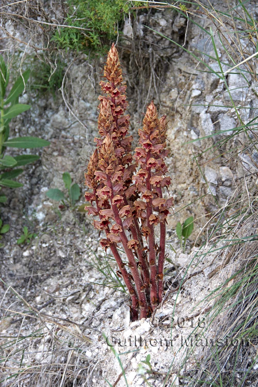 Orobanche sp.