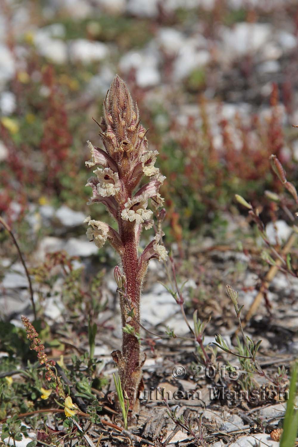 Orobanche sp.