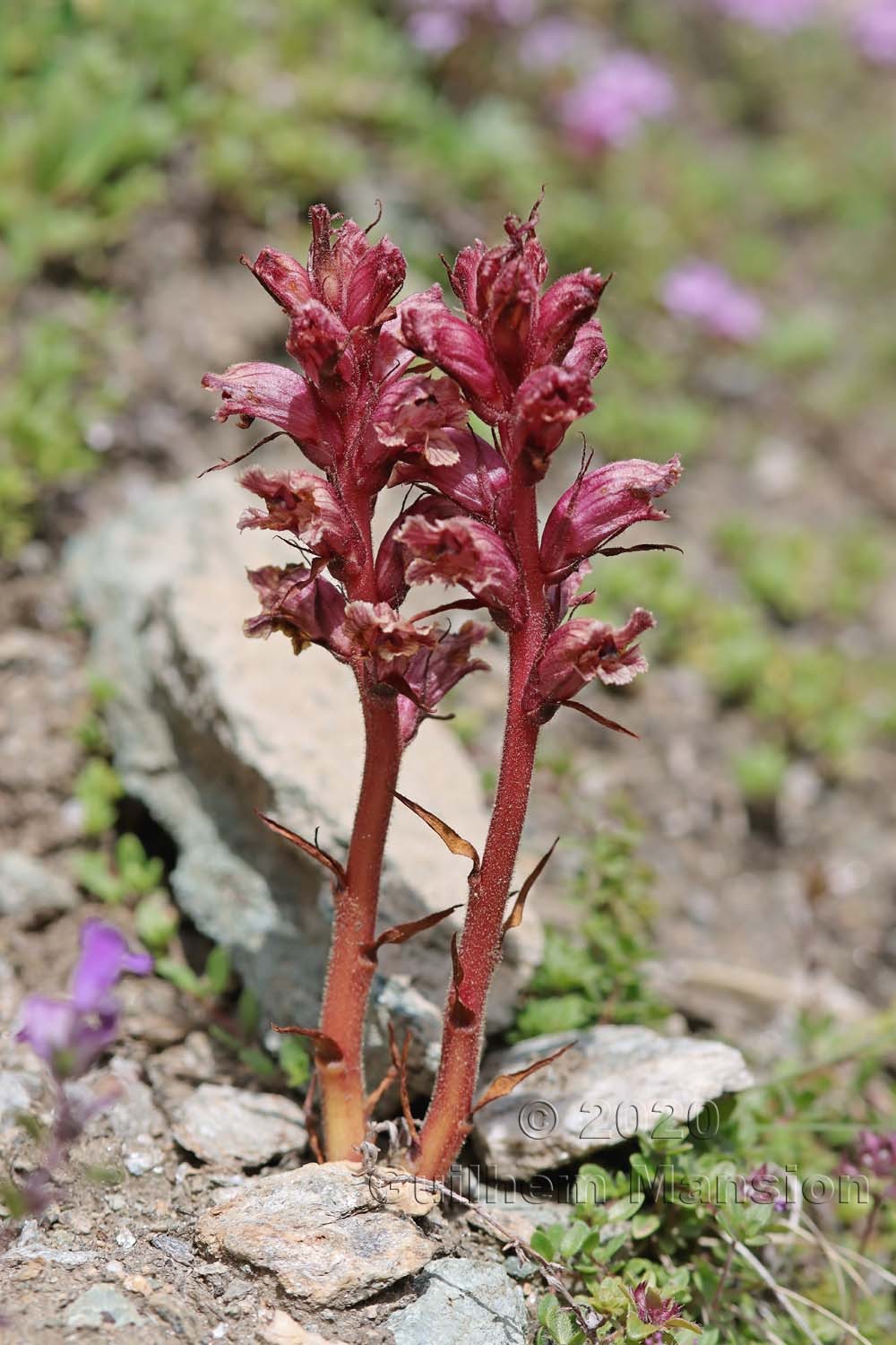 Orobanche alba