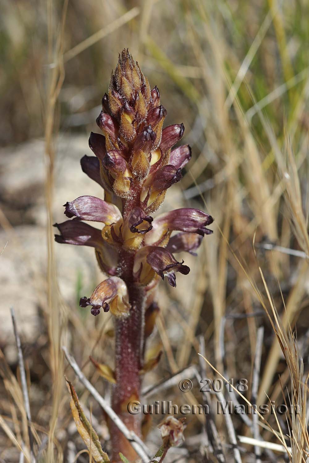 Orobanche cernua