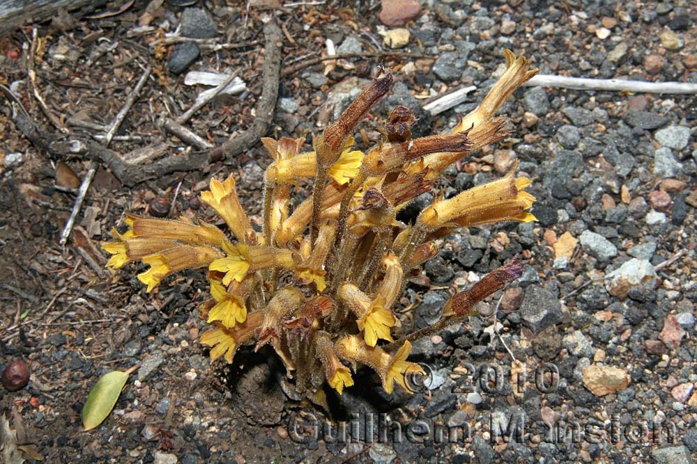 Orobanche fasciculata