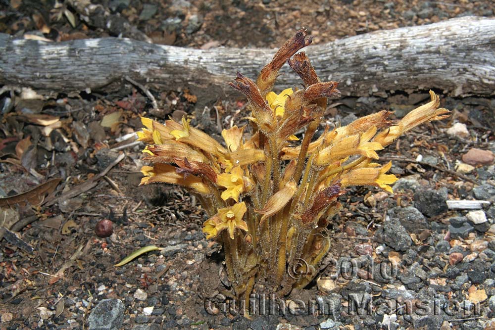 Orobanche fasciculata