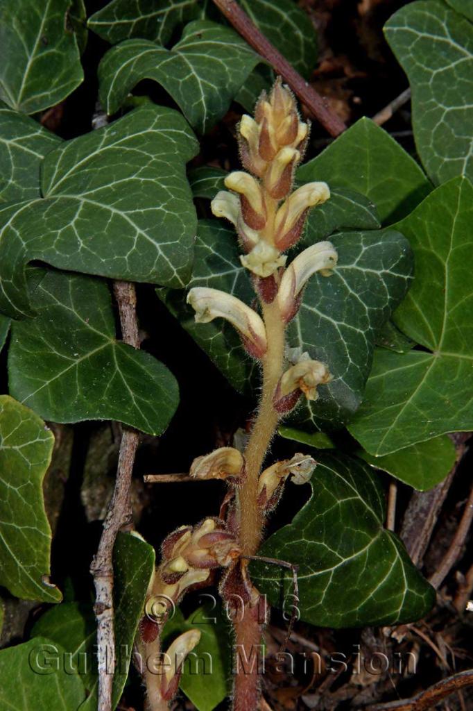 Orobanche hederae