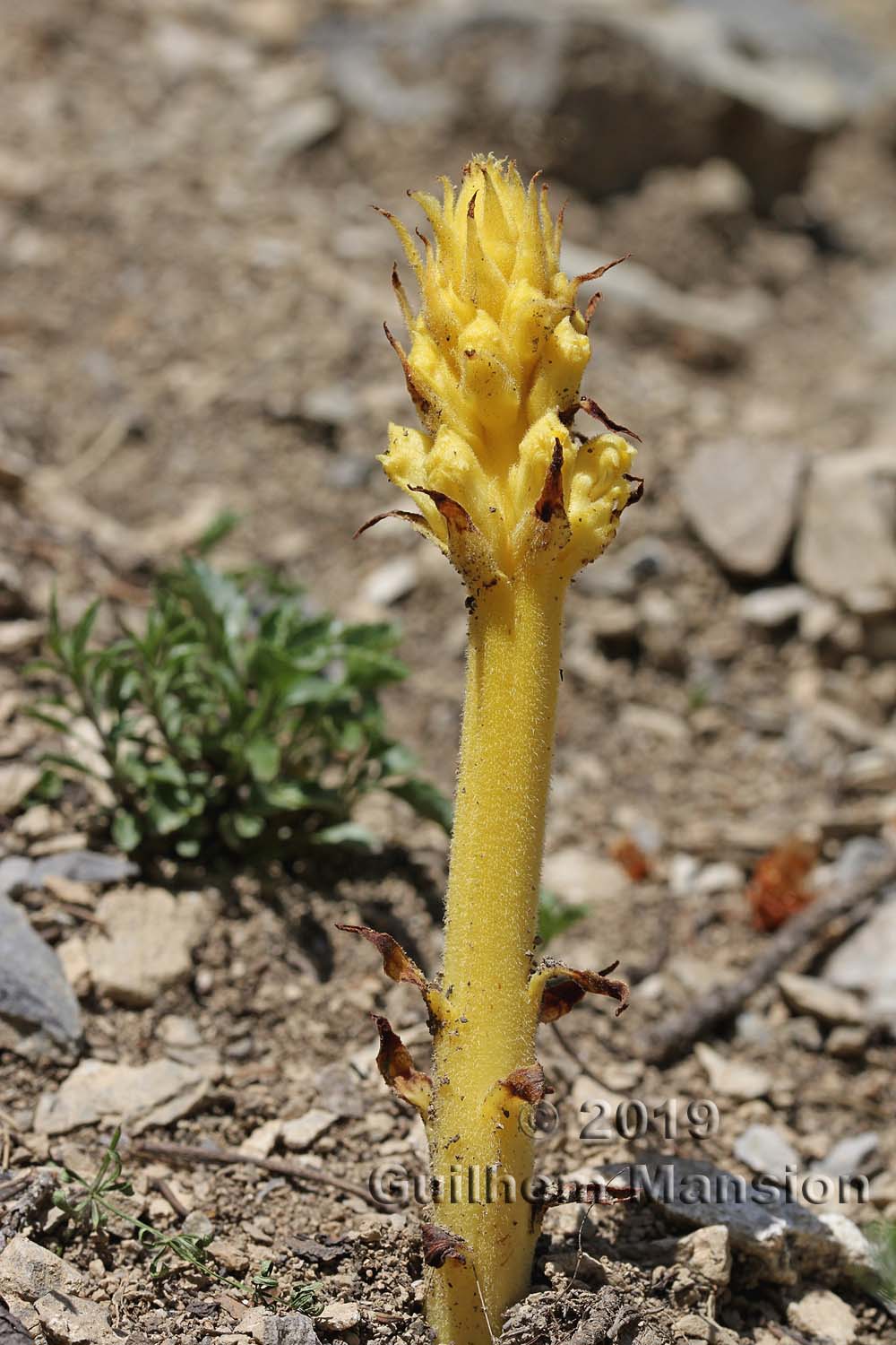 Orobanche teucrii