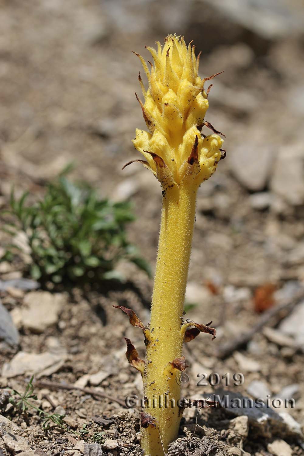 Orobanche teucrii