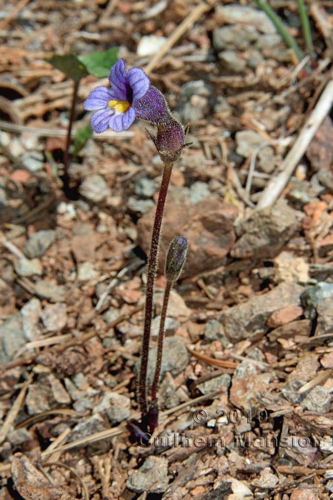 Orobanche uniflora