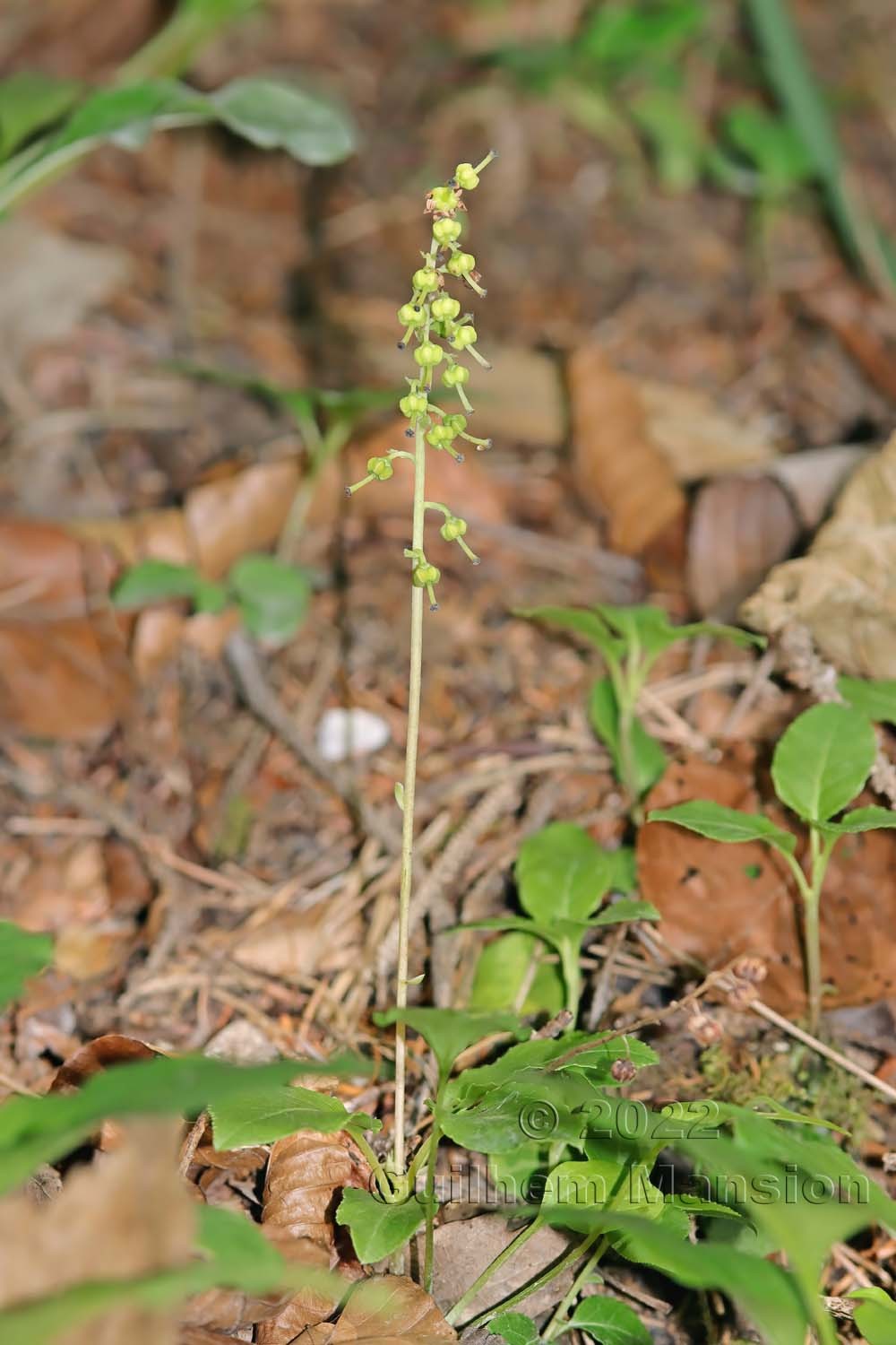 Orthilia secunda