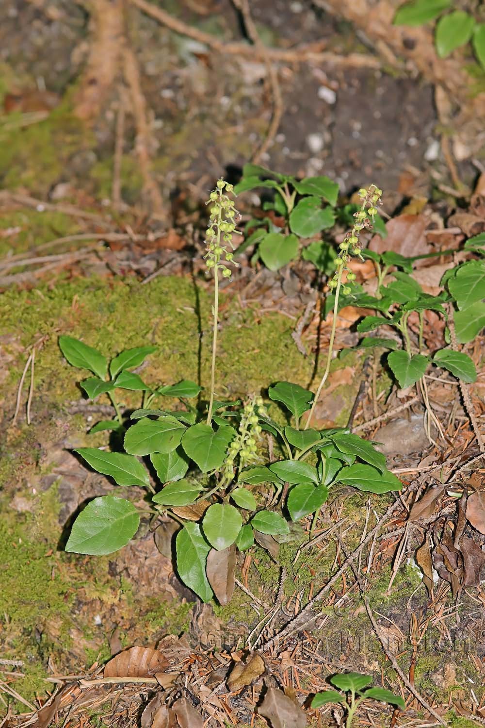 Orthilia secunda