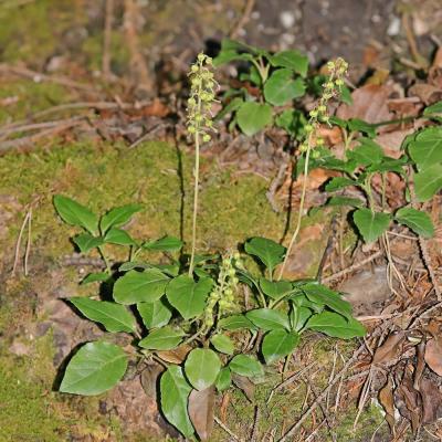 Orthilia secunda