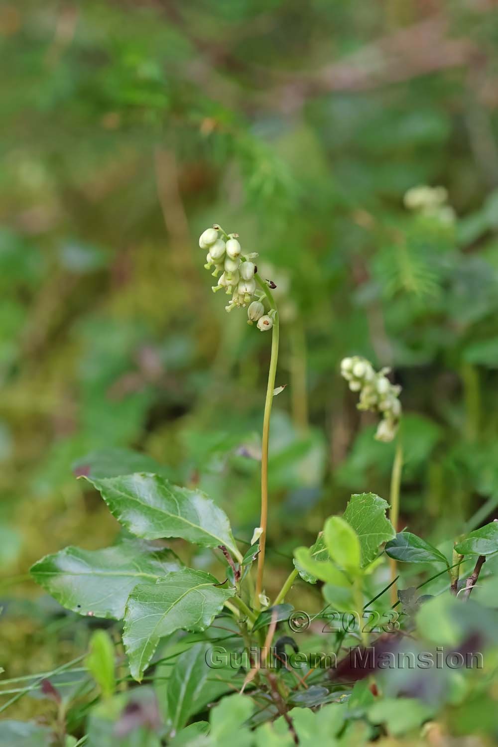 Orthilia secunda