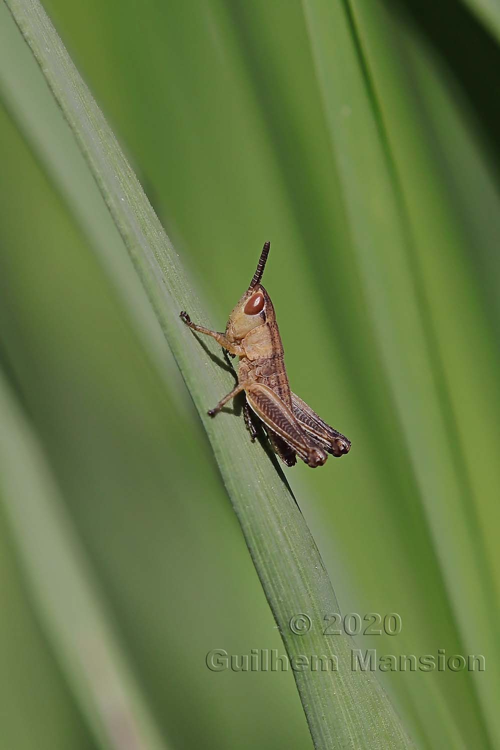 Orthoptera