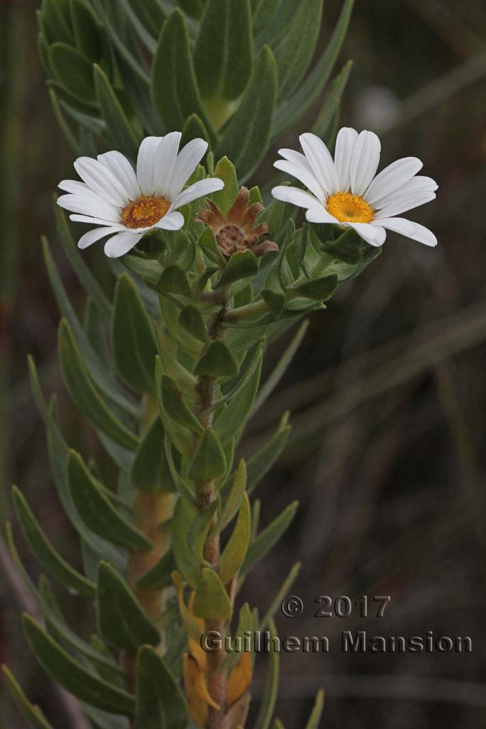 Osmitopsis asteriscoides