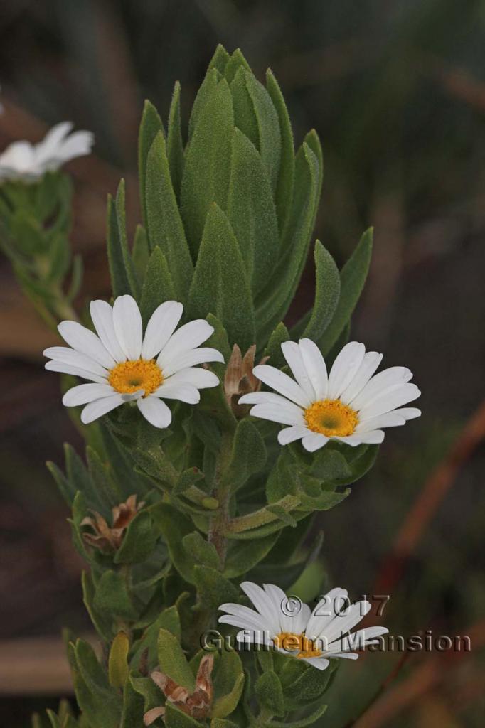 Osmitopsis asteriscoides